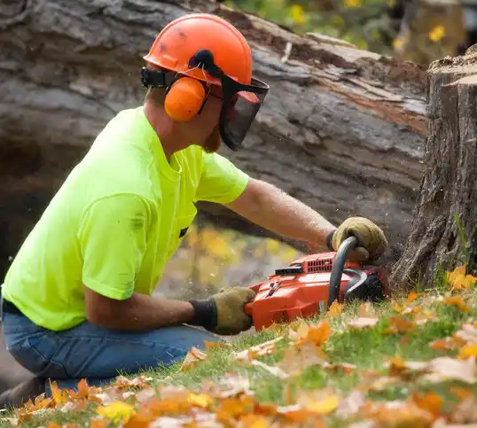 tree services Boston